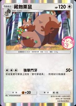 藏飽栗鼠 P-A-091